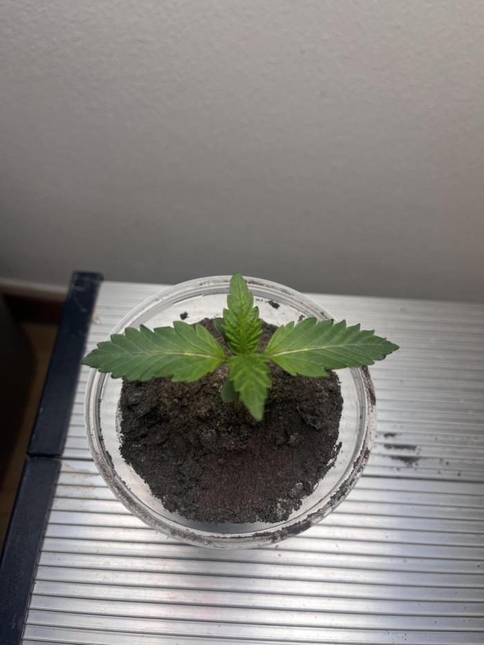 Gelato #45. Week 2
