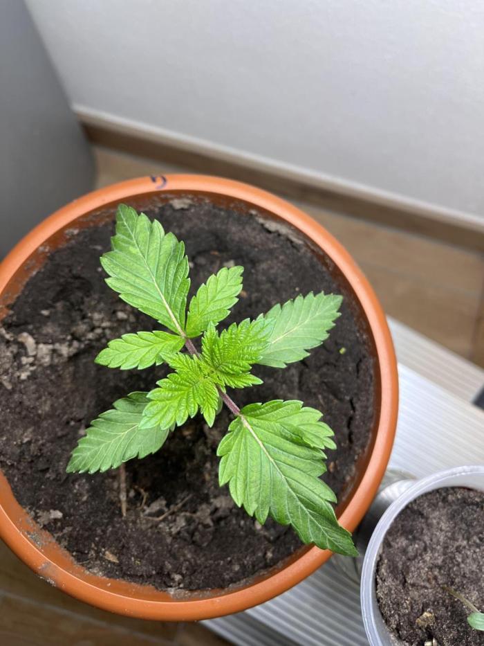 Gelato #45. Week 3