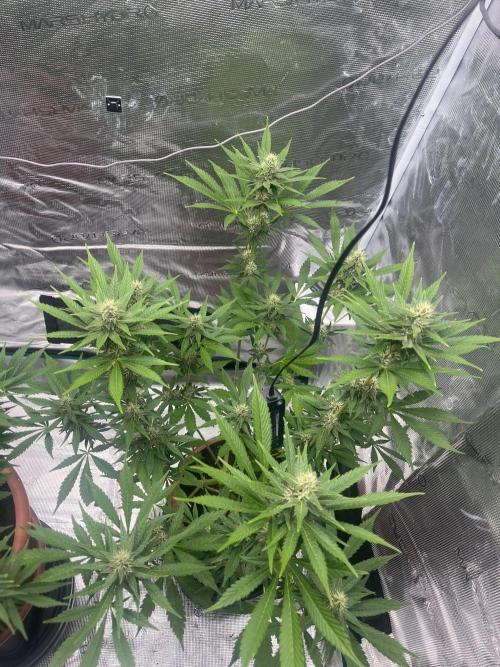 Girl Scout Cookies. Week 11
