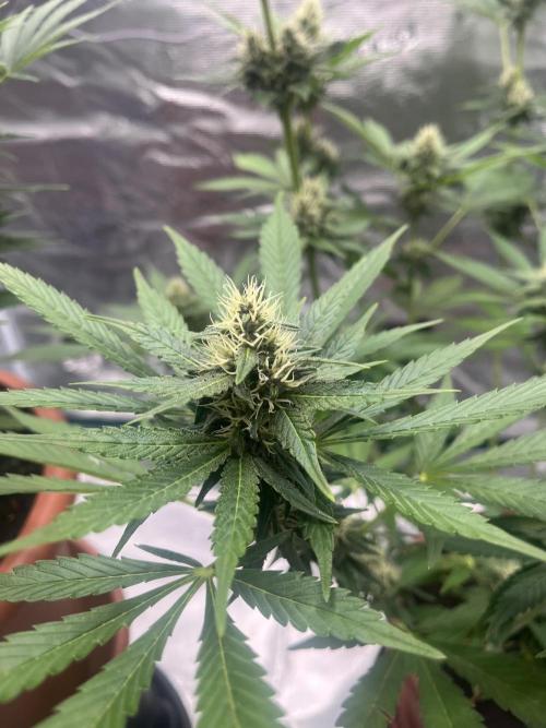 Girl Scout Cookies. Week 11