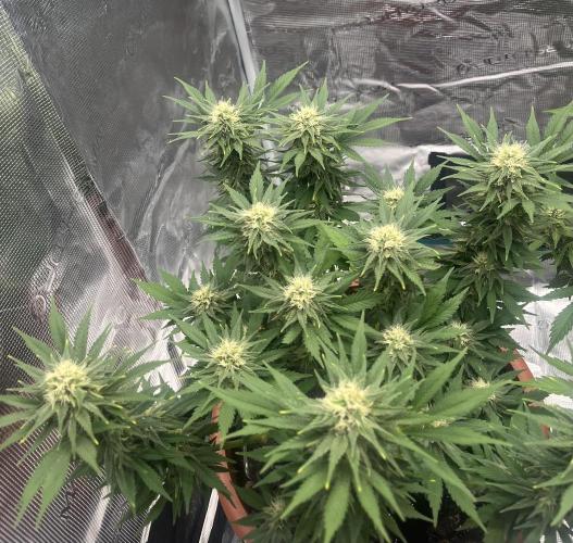 Black Bomb. Week 12