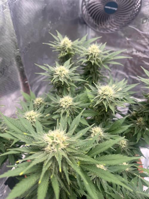 Black Bomb. Week 12