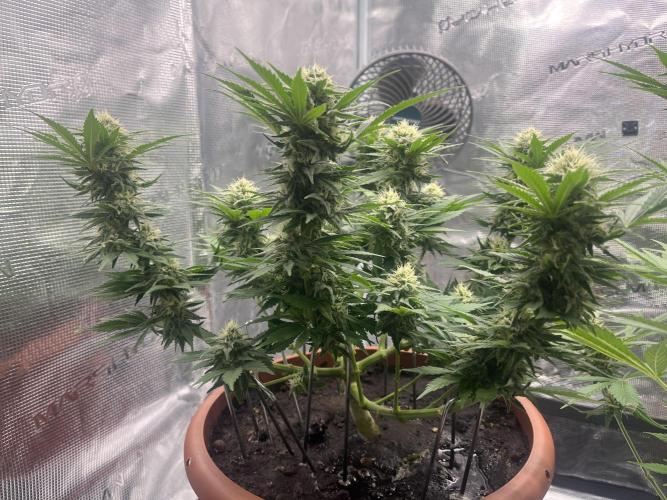 Black Bomb. Week 12