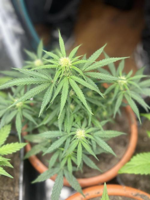 Titan F1. Week 7