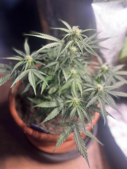 Titan F1. Week 7