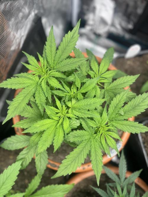 Frozen Black cherry Auto. Week 5
