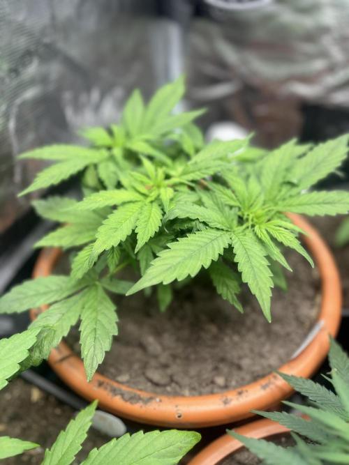 Frozen Black cherry Auto. Week 5