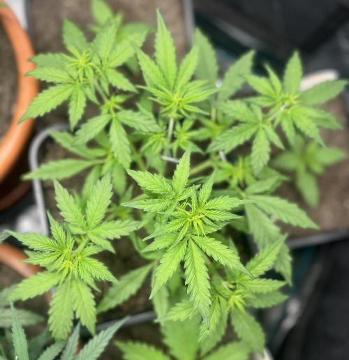 Gorilla Punch Auto. Week 5