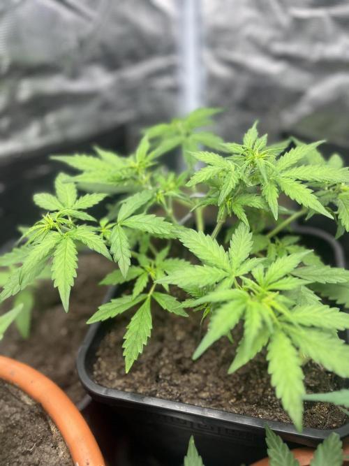 Gorilla Punch Auto. Week 5