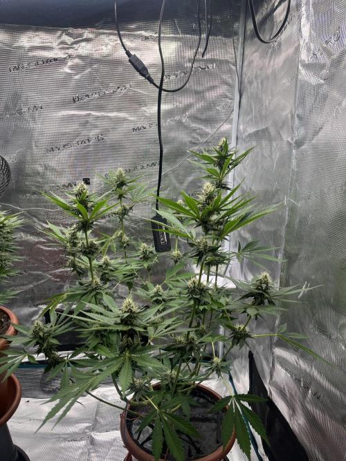 Girl Scout Cookies. Week 11