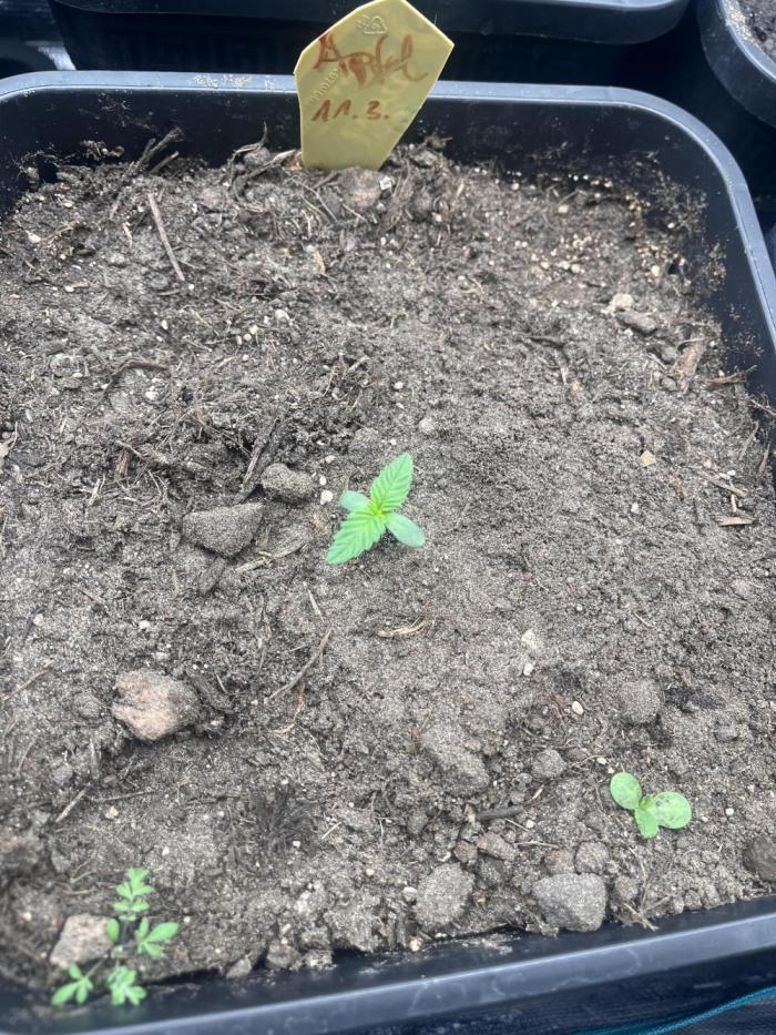 Apple Fritter Auto. Week 1