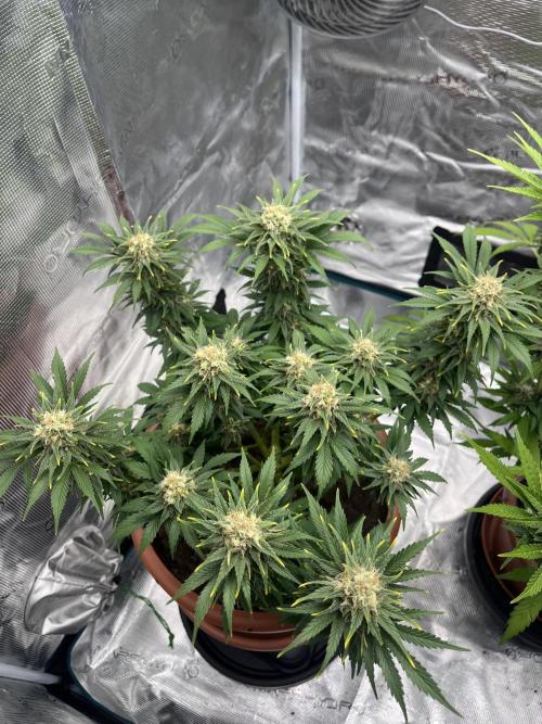 Black Bomb. Week 13