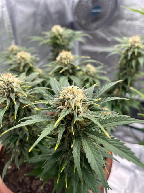 Black Bomb. Week 13