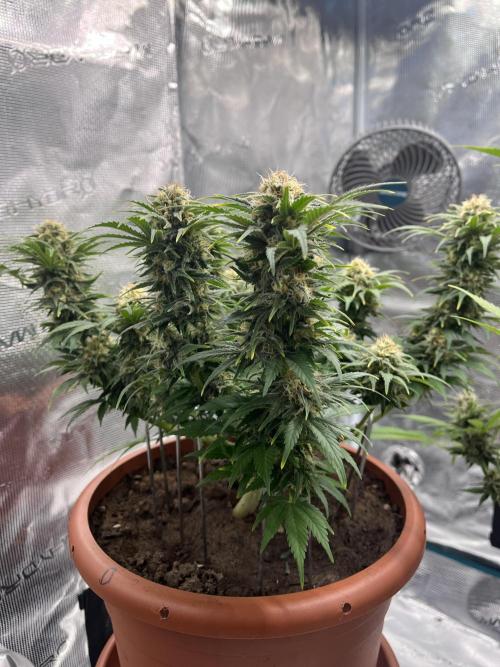 Black Bomb. Week 13