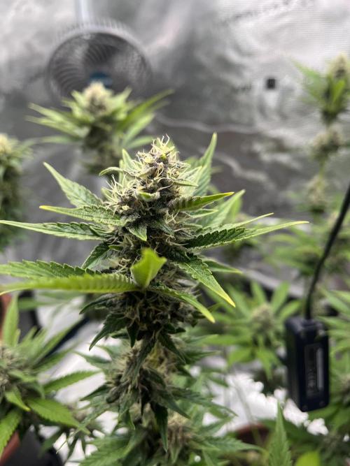 Girl Scout Cookies. Week 12