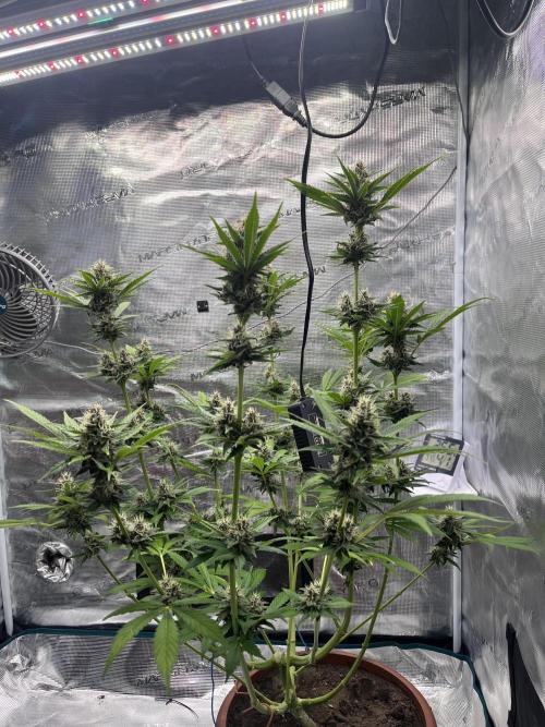 Girl Scout Cookies. Week 12