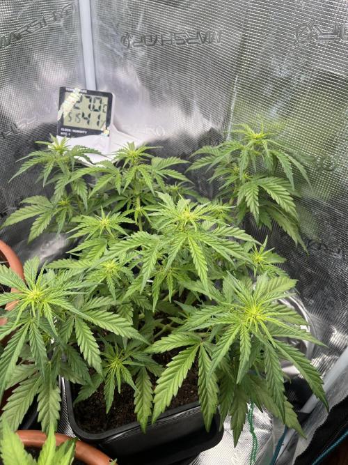 Gorilla Punch Auto. Week 6