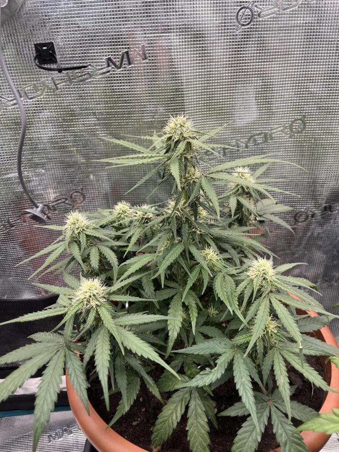 Titan F1. Week 8