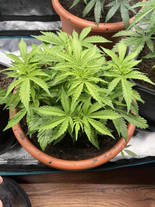 Frozen Black Cherry Auto. Week 6