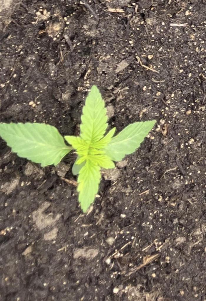 Apple Fritter Auto. Week 2