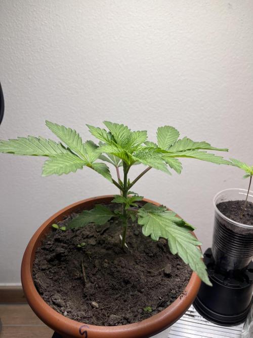 Gelato #45. Week 4