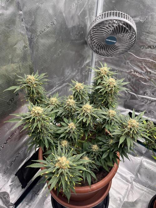Black Bomb. Week 14