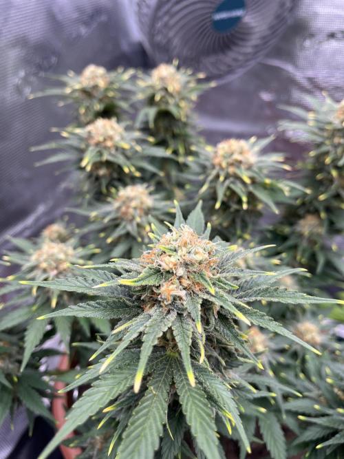 Black Bomb. Week 14