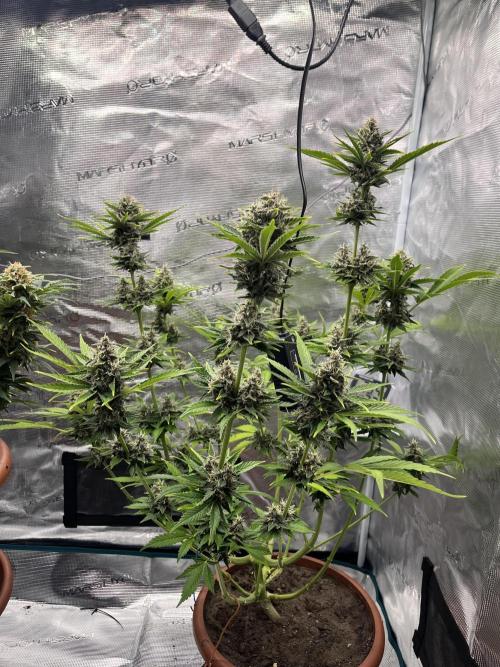 Girl Scout Cookies. Week 13