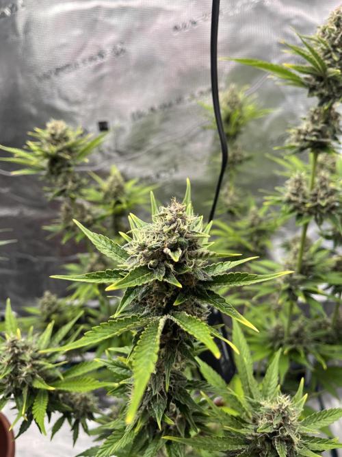 Girl Scout Cookies. Week 13
