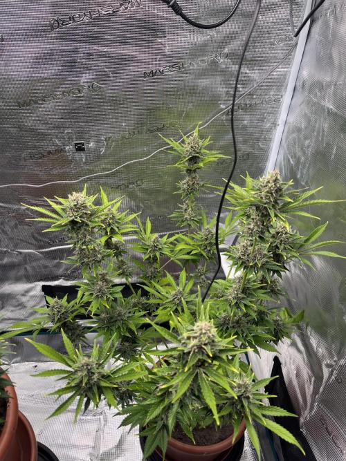 Girl Scout Cookies. Week 13