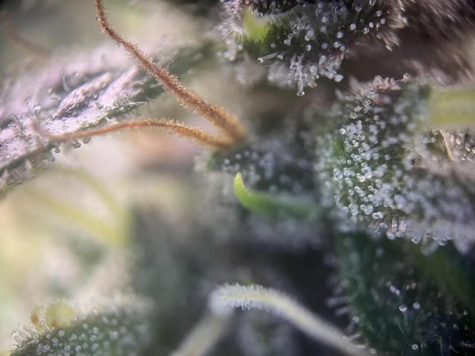 Girl Scout Cookies. Week 13
