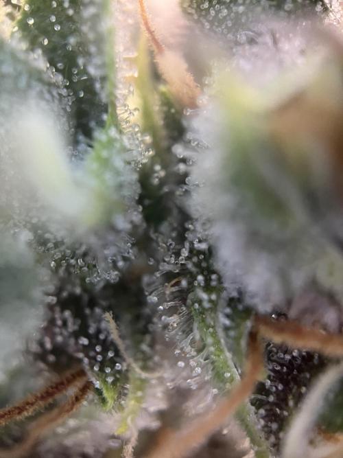 Girl Scout Cookies. Week 13