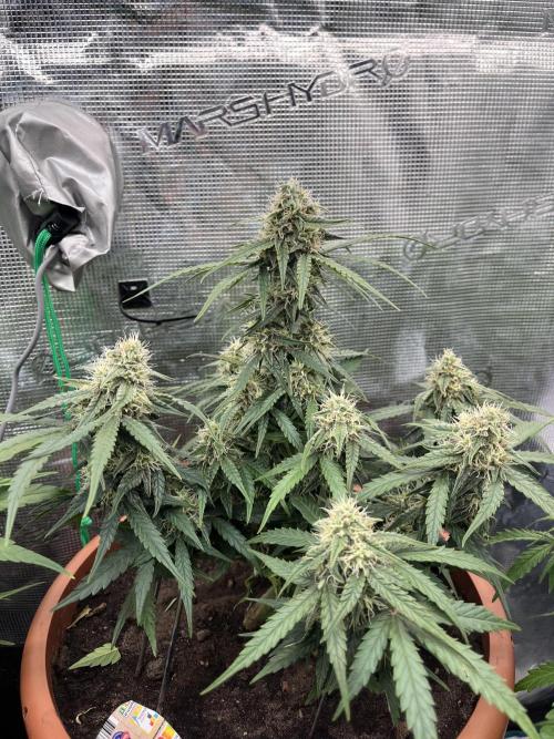 Titan F1. Week 9