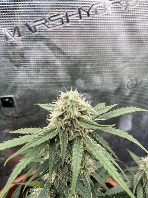 Titan F1. Week 9