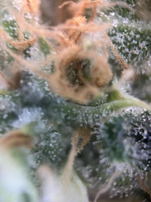 Black Bomb. Week 14