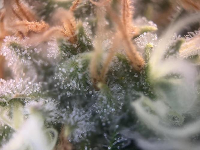 Black Bomb. Week 14