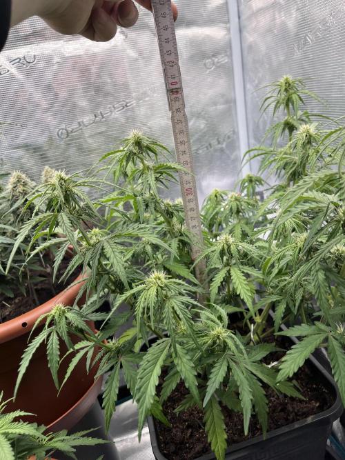 Gorilla Punch Auto. Week 7