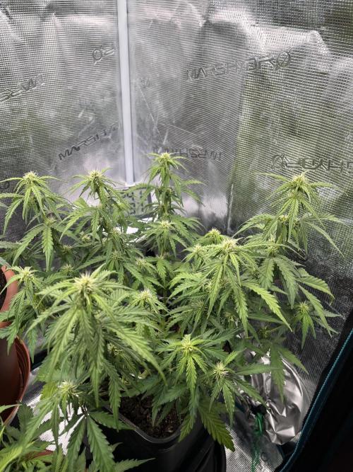 Gorilla Punch Auto. Week 7
