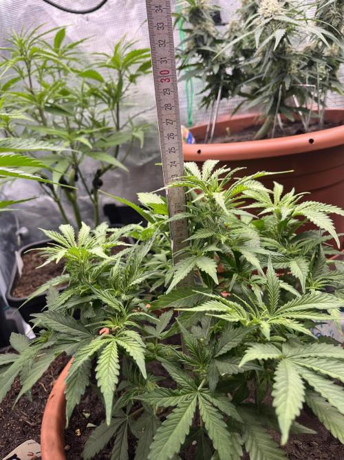 Frozen Black Cherry Auto. Week 7