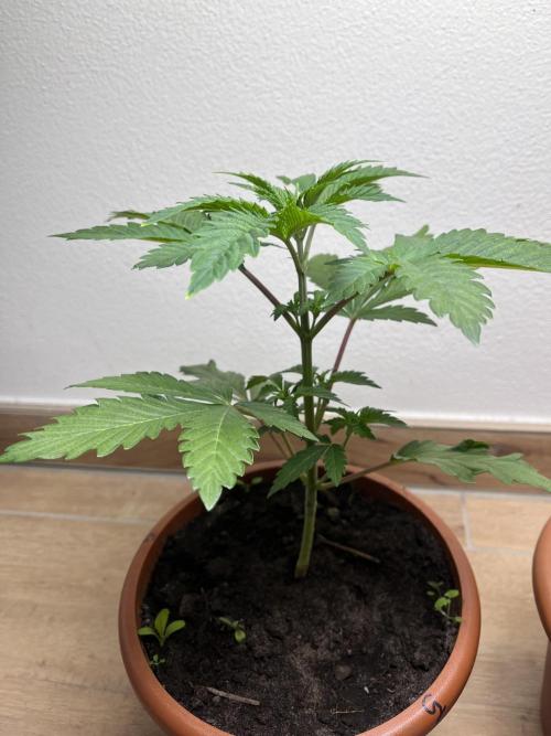 Gelato #45. Week 5