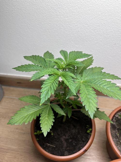 Gelato #45. Week 5