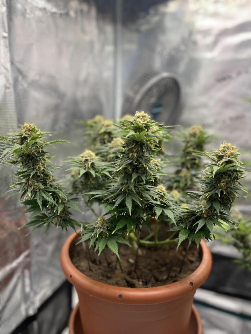 Black Bomb. Week 14