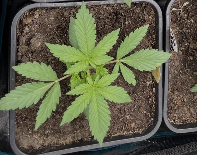 Apple Fritter Auto. Week 3