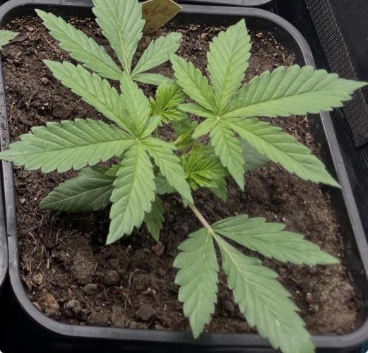 Apple Fritter Auto. Week 3