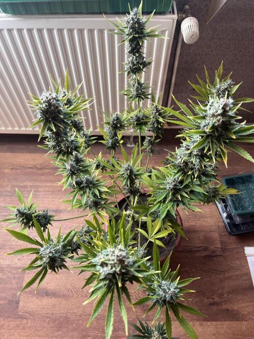 Girl Scout Cookies. Week 14