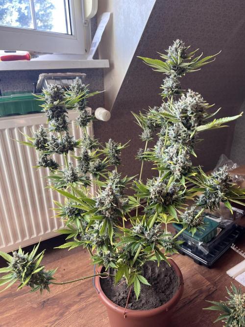 Girl Scout Cookies. Week 14