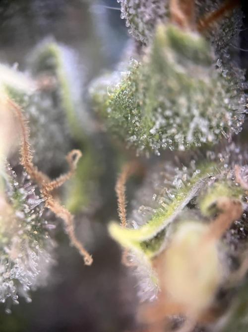 Girl Scout Cookies. Week 14