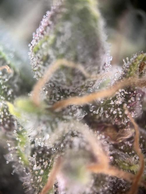 Girl Scout Cookies. Week 14