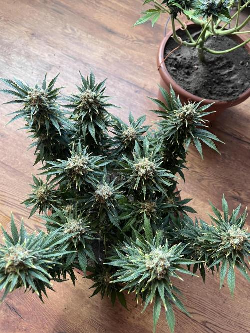 Black Bomb. Week 15