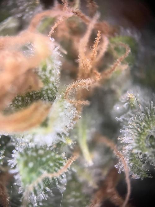 Black Bomb. Week 15